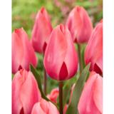 Tulppaani Barre Alta, 20 sipulia/pussi