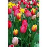 Kukkasipulisekoitus Happy Spring Garden, 125 sipulia/pussi