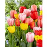Tulppaani Darwinhybridilajitelma, 25 sipulia/pussi