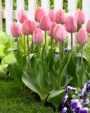 Tulppaani Mystic Van Eijk, 25 sipulia/pussi