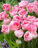 Tulppaani Finola, 15 sipulia/pussi