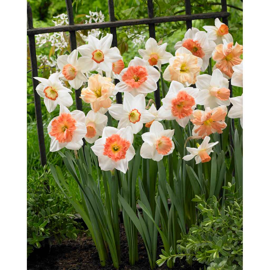 Narsissi Pink -lajitelma