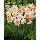 Narsissi Pink -lajitelma, 15 sipulia/pussi