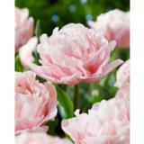 Tulppaani Dreamer, 10 sipulia/pussi