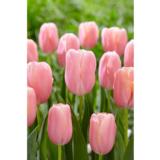 Tulppaani Menton, 10 sipulia/pussi