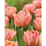 Tulppaani Apricot Symbiose,  10 sipulia/pussi
