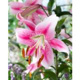 Lilja Anastasia, 3 sipulia/pussi