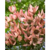 Tulppaani Danique,10 sipulia/pussi