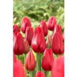 Tulppaani Big Red Smile, 10 sipulia/pussi