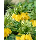 Keisarinpikarililja, keltainen, 1 sipuli/pussi