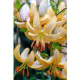 Lilja Guinea White, 3 sipulia/pussi