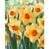 Narsissi Altruist, 5 sipulia/pussi