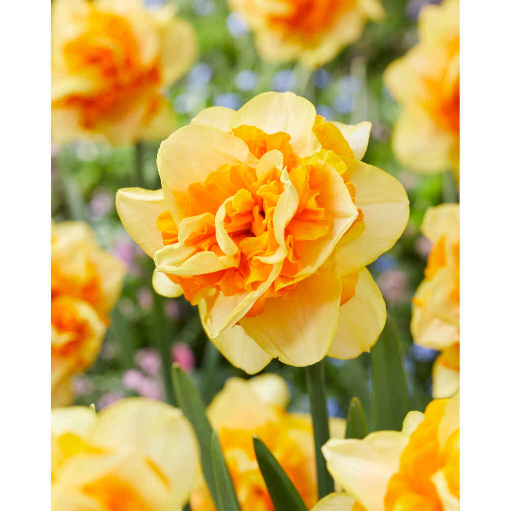 Narsissi Sun Catchers