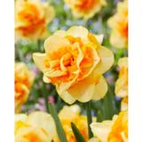 Narsissi Sun Catchers, 5 sipulia/pussi