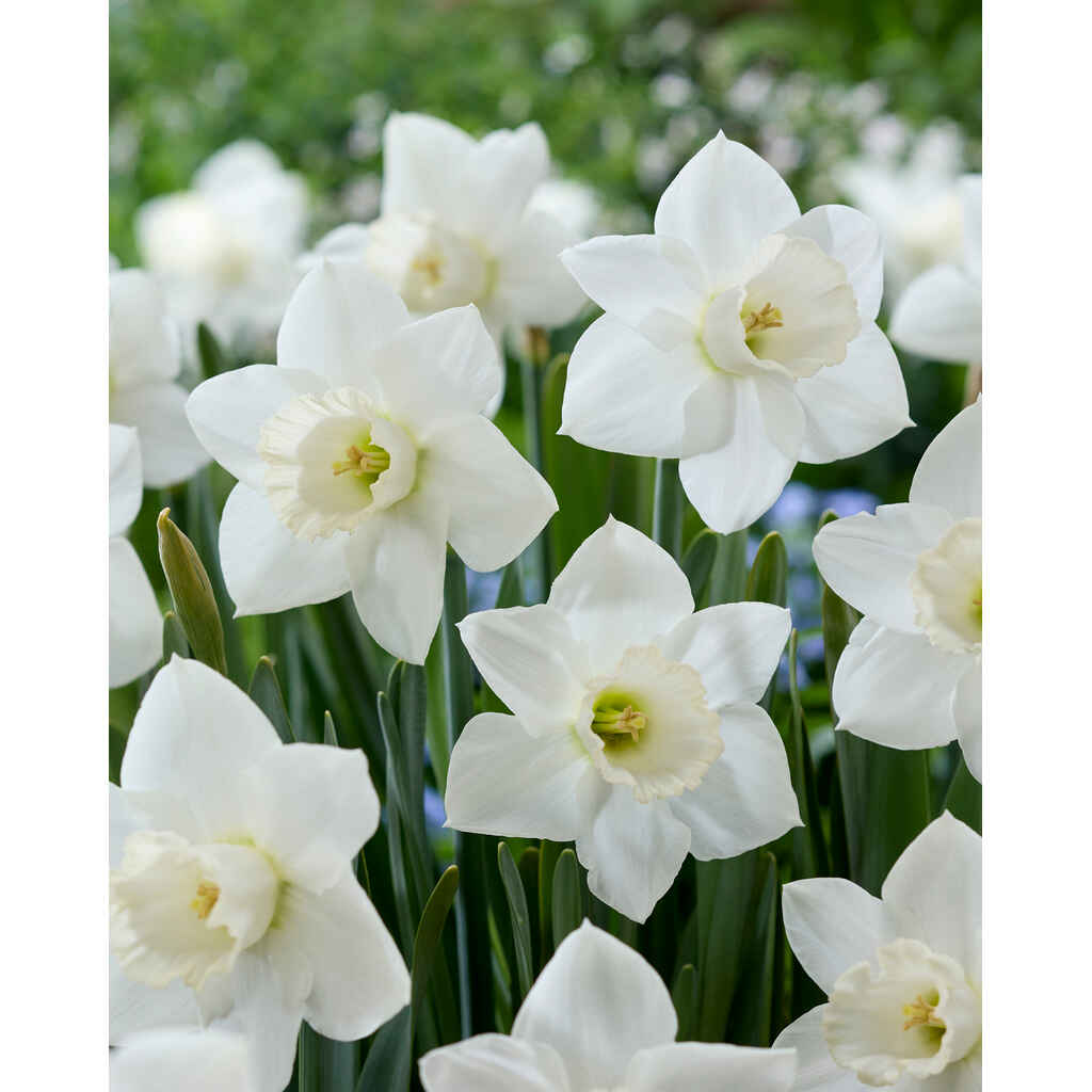 Narsissi Arctic Power