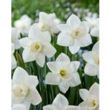 Narsissi Arctic Power, 5 sipulia/pussi