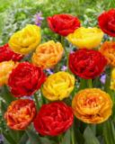 Tulppaanilajitelma Vulcano Peonies, 50 sipulia/pussi