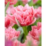 Tulppaani Crispion Sweet, 10 sipulia/pussi