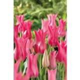 Tulppaani Mariette, 10 sipulia/pussi