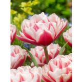 Tulppaani Chandelier, 10 sipulia/pussi