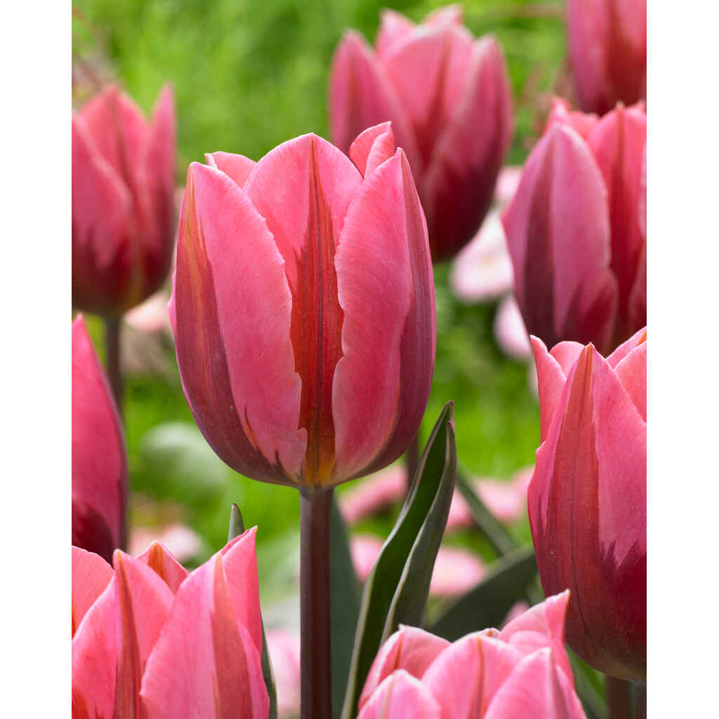 Tulppaani Pretty Princess