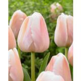 Tulppaani Apricot Pride, 10 sipulia/pussi