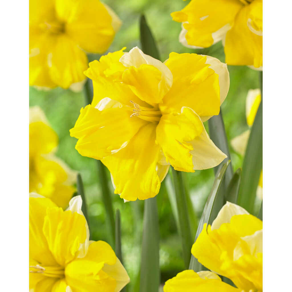 Narsissi Banana Dairuiqi