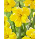 Narsissi Banana Dairuiqi, 5 sipulia/pussi