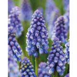 Helmililja Bling Bling, 15 sipulia/pussi