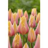 Tulppaani Blushing Beauty, 10 sipulia/pussi