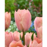 Tulppaani Salmon Van Eijk, 10 sipulia/pussi