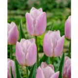 Tulppaani Candy Prince, 10 sipulia/pussi