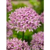 Mustalaukka Pink Jewel 5 sipulia/pussi