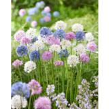 Laukka Fluffy Dreams -lajitelma 10 sipulia/pussi