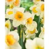 Narsissi Yazz 5 sipulia/pussi