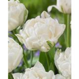 Tulppaani Mount Tacoma 10 sipulia/pussi