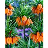 Keisarinpikarililja Garland Star 1 sipuli