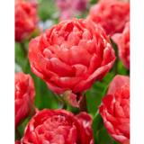 Tulppaani Taiwan 10 sipulia/pussi