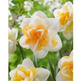 Narsissi Golden Pearl 5 sipulia/pussi