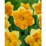 Narsissi Outiright Orange 5 sipulia/pussi