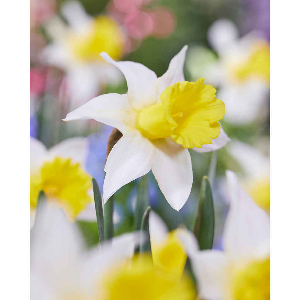 Narsissi January Silver