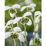 Lumikello Flore Pleno 15 sipulia/pussi