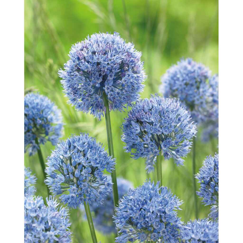 Sinilaukka Caeruleum