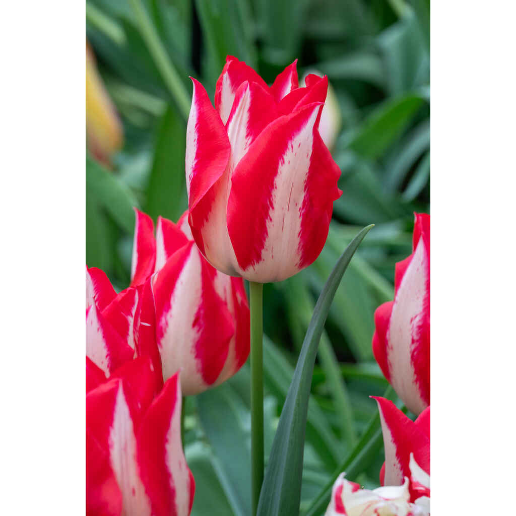Tulppaani Love Online