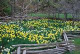 Narsissilajitelma Naturalizing Meadow, 50 sipulia/pussi