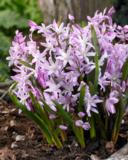 Kevättähti Rosea, 15 sipulia/pussi