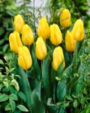 Tulppaani Strong Gold, 50 sipulia/pussi