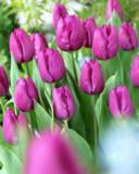 Tulppaani Purple Prince, 50 sipulia/pussi