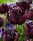 Tulppaani Black Hero, 50 sipulia/pussi