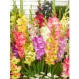 Gladiolusmix 1 kg Parrot